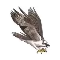Balbuzard pêcheur