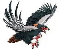 Faucons & Co. Maxi Edition - Bateleur des savanes