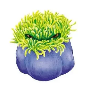 Tentacles & Co. -  Beautiful anemone