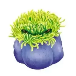  Beautiful anemone