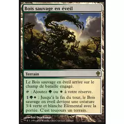 Bois sauvage en éveil