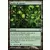Worldwake - Jardin de Khalni