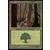Forêt