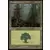 Forêt