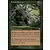 Terrain fertile
