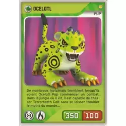 Ocelotl Pup