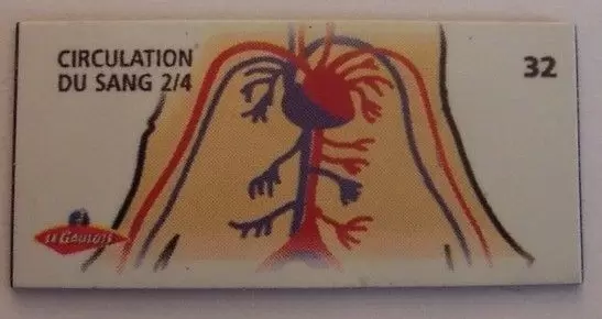 Magnets Le Gaulois Il était une fois la vie : Le corps humain - Magnet Circulation du sang 2/4