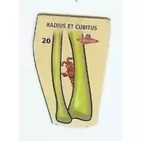 Magnet Radius et cubitus