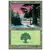 Forêt