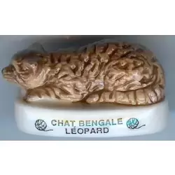 Chat Bengale Léopard