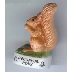 L'Ecureuil Roux