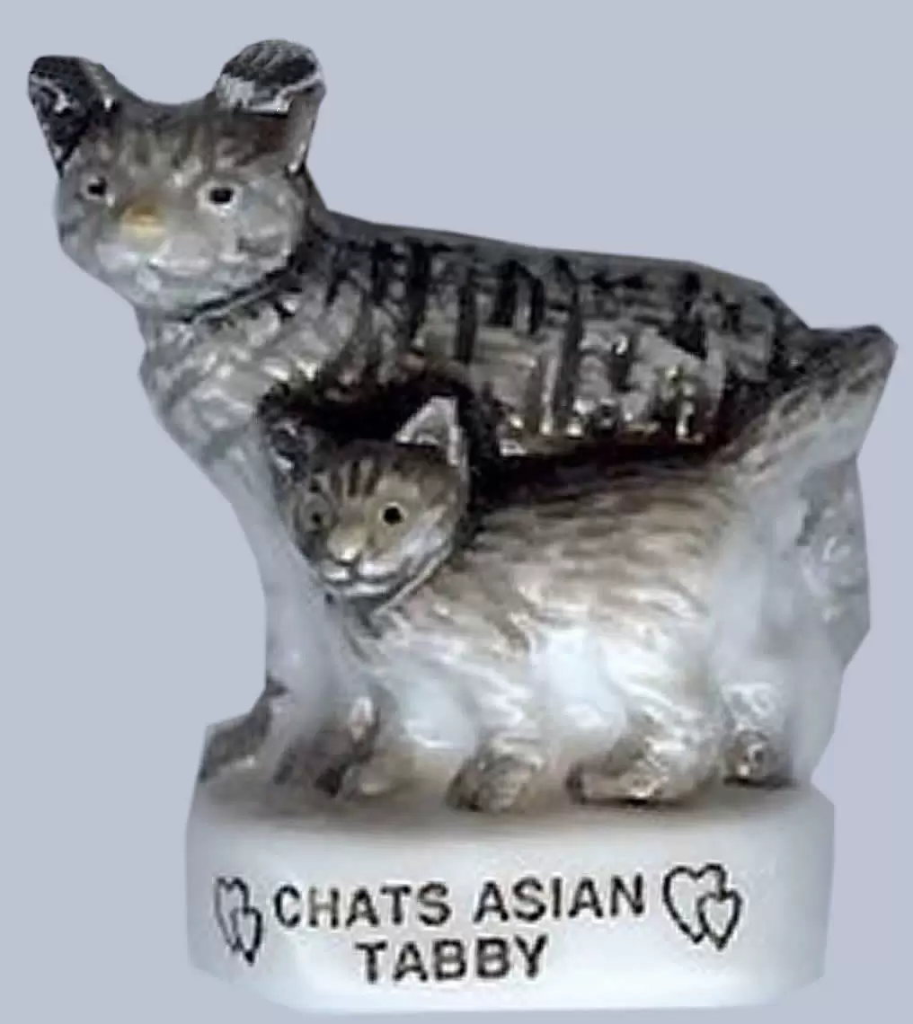 Fèves - Les Chats de Calins - Chats Asian Tabby