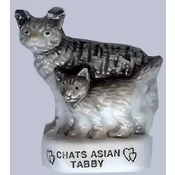 Chats Asian Tabby