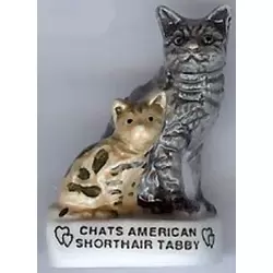 Chats American Shorthait Tabby