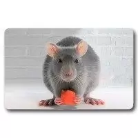 Collector Cartes Animaux (CORA / Match) - RAT