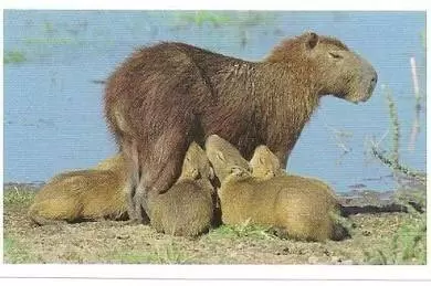 Jungle mania - Capybara