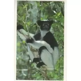 Jungle mania - Indri
