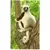 Sifaka De Coquerel