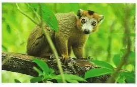 Jungle mania - Lemur Couronne