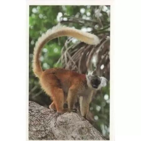 Jungle mania - Lémur Macaco Femelle