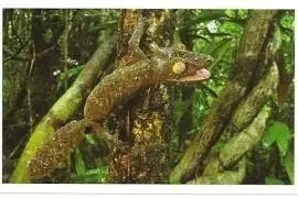 Jungle mania - Gecko à Queue Feuillue