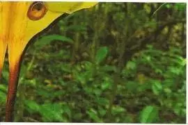 Jungle mania - Papillon Comete 4