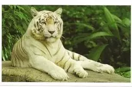 Jungle mania - Tigre Blanc