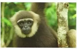 Jungle mania - Gibbon Agile