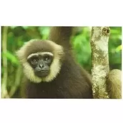 Gibbon Agile