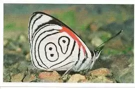 Jungle mania - Papillon Nymphalide