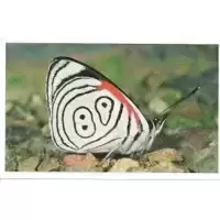 Papillon Nymphalide