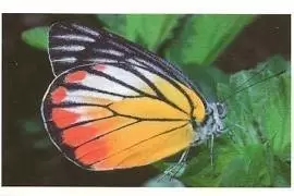 Jungle mania - Papillon Péride