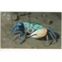 Crabe Violoniste