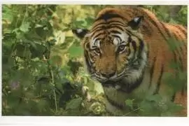 Jungle mania - Tigre