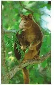 Jungle mania - Kangourou Arboricole