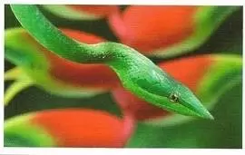 Jungle mania - Serpent Ratier Vert à Queue Rouge