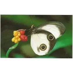 Papillon De Noctuide
