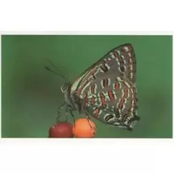 Papillon Lycénidé