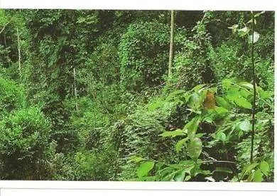 Jungle mania - Les Défis Tom & Jerry Nos aventures dans la Forêt Tropicale - Reboisement 6