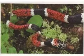 Jungle mania - Faux Serpent Corail