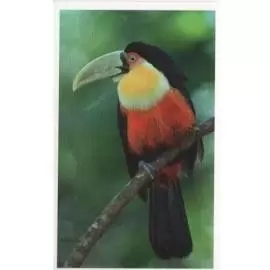 Jungle mania - Toucan à Ventre Rouge
