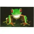 Wir haben 1 Käufer für Grenouille aux yeux rouge