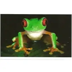 Grenouille aux yeux rouge