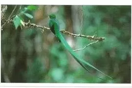 Jungle mania - Quetzal Resplendissant