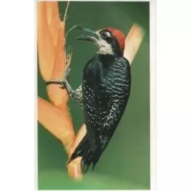 Jungle mania - Oiseau Pic De Pucheran