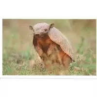 Tatou Velu