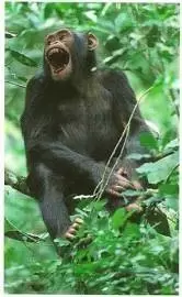 Jungle mania - Chimpanzé