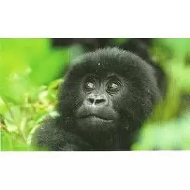 Jungle mania - Bébé Gorille