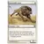 9eme Edition - Lions des savanes