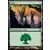 Forêt